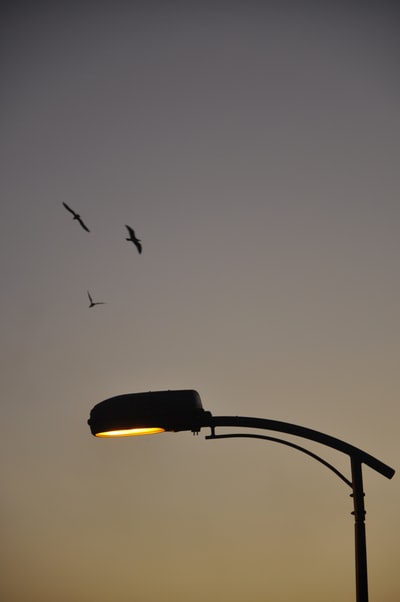 black and yellow umbrella with birds flying